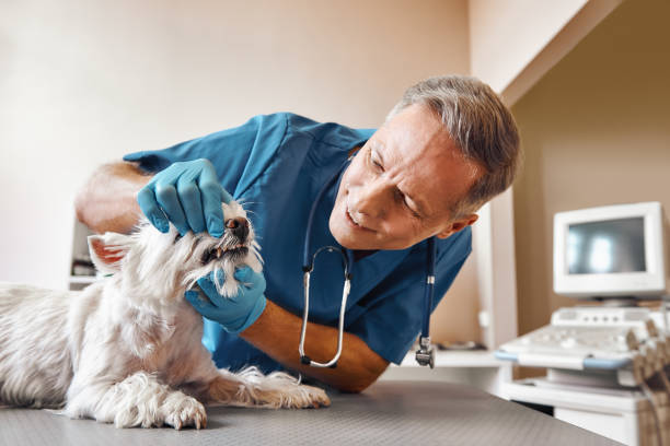 Best Walk-In Emergency Dentist in Willacoochee, GA